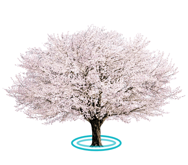 sakura tree