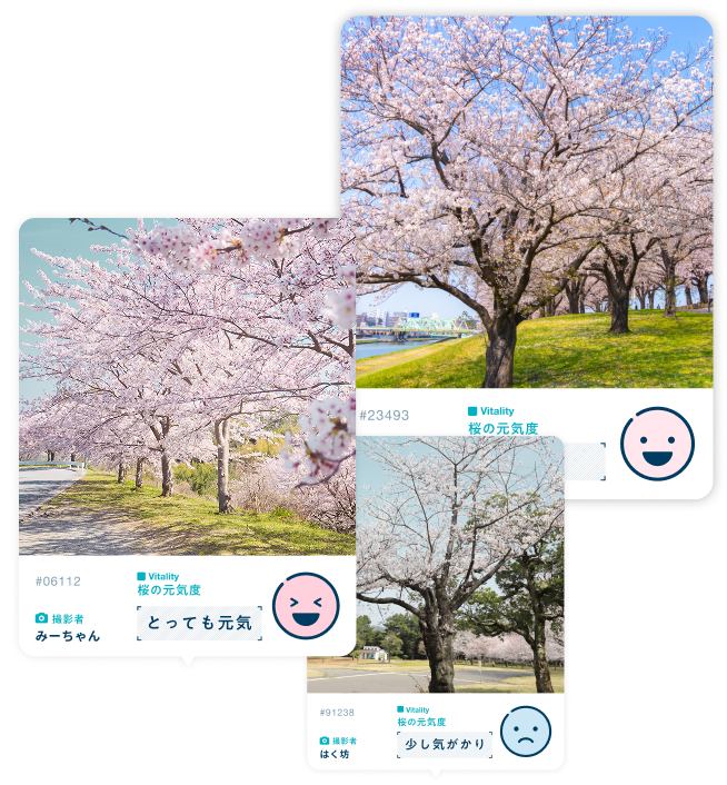 晴れ風ACTION 桜AIカメラ｜KIRIN