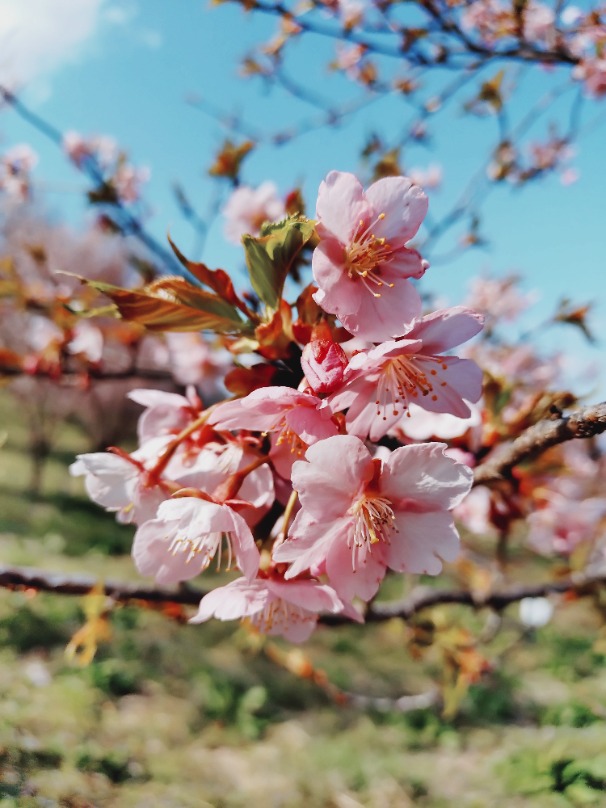 桜の保全活動｜晴れ風ACTION｜KIRIN